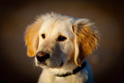 How fast do Golden Retrievers grow?