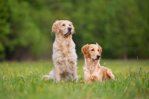 Two Golden Retriever dogs on a green meadow