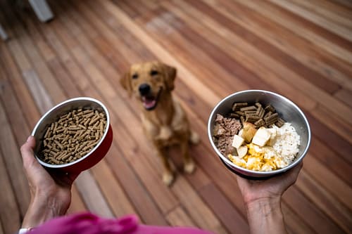 How much should a Golden Retriever eat?