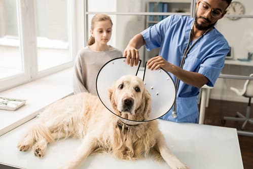 Why do Golden Retrievers get cancer?