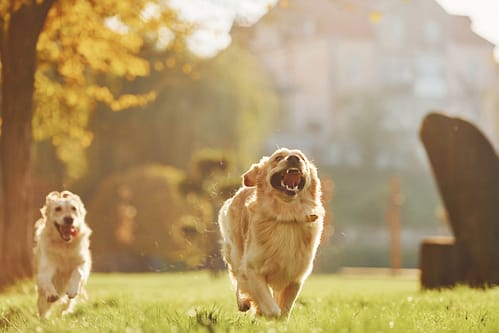 How much exercise does a Golden Retriever need?