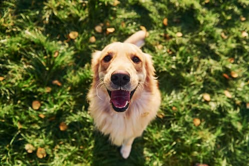 What are Golden Retrievers known for?