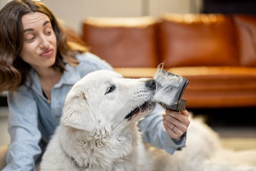 Are Golden Retrievers hypoallergenic dogs?