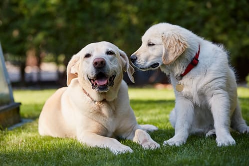 Labrador and Golden Retriever