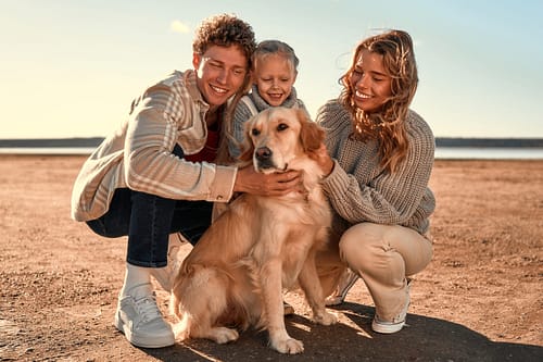 Is a Golden Retriever Right for Your Family? Compatibility and Considerations