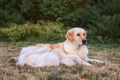 How long are Golden Retrievers pregnant?