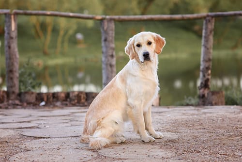 When do Golden Retrievers stop growing?