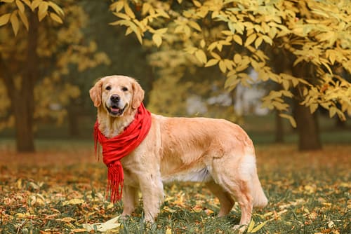 Is a Golden Retriever a large breed dog?