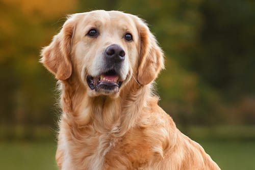 Is Golden Retriever a Labrador?