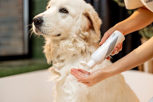 How to groom a Golden Retriever?