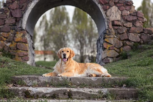 is golden retriever dog a labrador