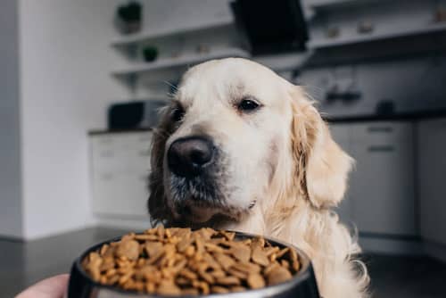 Best Diet Practices for Golden Retrievers: Foods to Include and Avoid