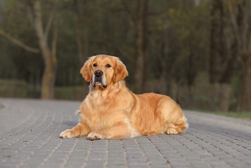 Golden Retriever Breed Standards: What to Look For