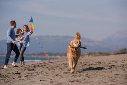 Fun Activities to Do with Your Golden Retriever