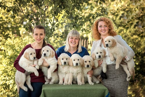 How to Choose a Reputable Golden Retriever Breeder: A Buyer’s Guide