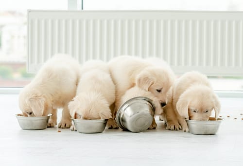 How much to feed a Golden Retriever puppy?