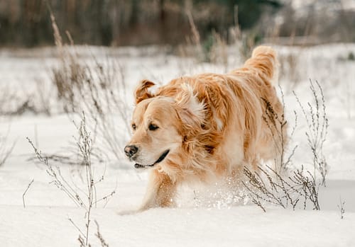 Are Golden Retrievers hunting dogs?