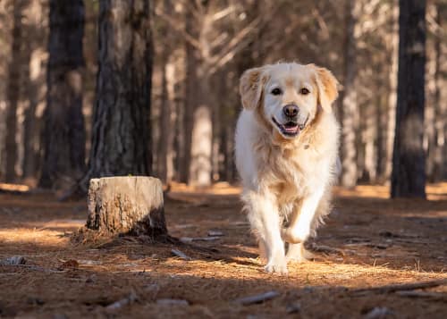 Managing Your Golden Retriever's Weight: A Comprehensive Guide