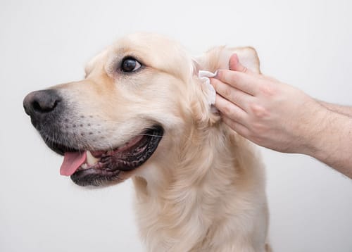 How to clean Golden Retriever ears?