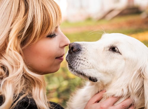 Do Golden Retrievers smell?