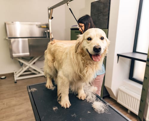 Can you shave a Golden Retriever?