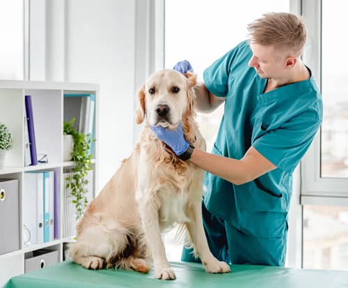 Veterinary Care for Golden Retrievers: Regular Check-Ups and Emergency Care