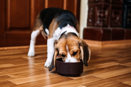 Beagle Health and Nutrition