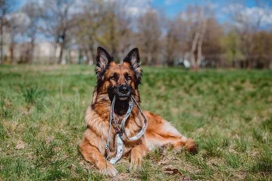 german shepherd dog