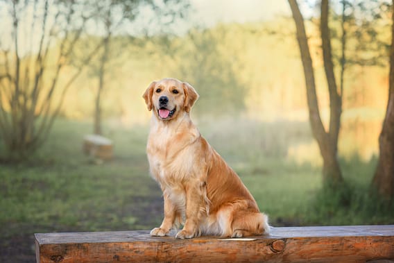 Golden Retriever