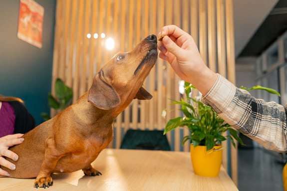 dachshund health and nutrition