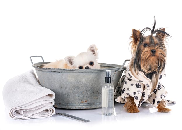 dog grooming