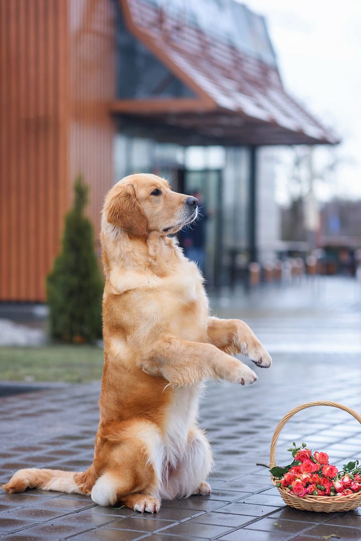 How smart are Golden Retrievers?