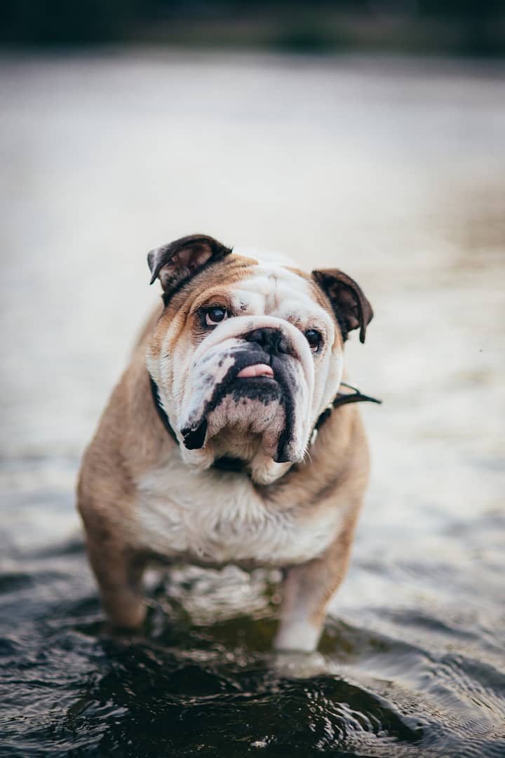 English Bulldog Swimming