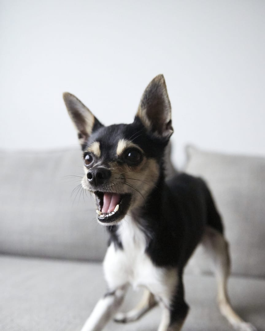 chihuahua barking