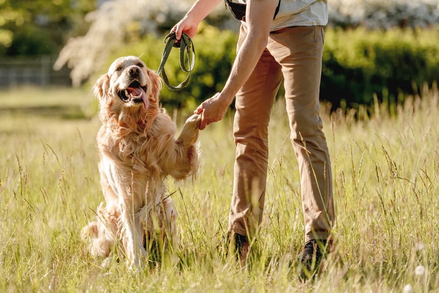 Advanced Commands for Golden Retriever