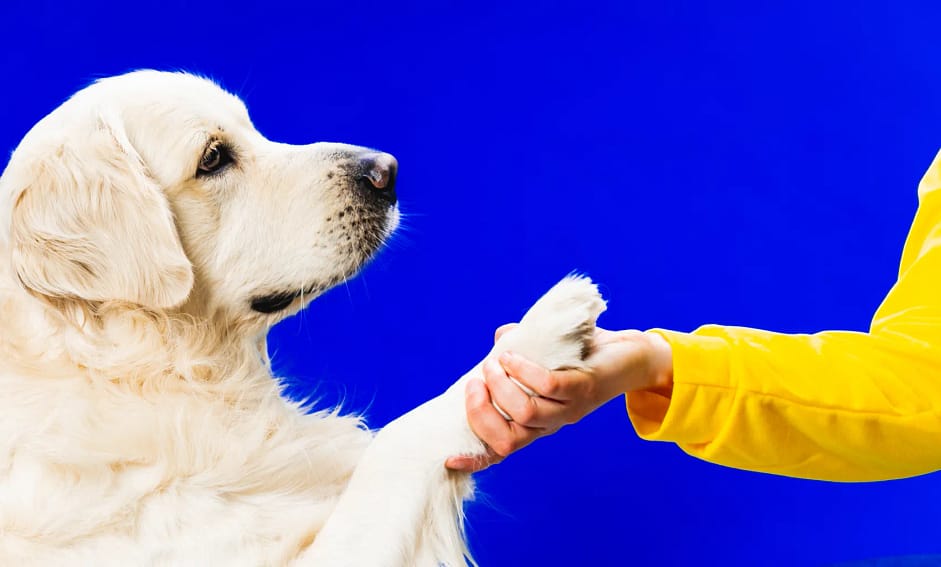 Basic Commands for Golden Retrievers