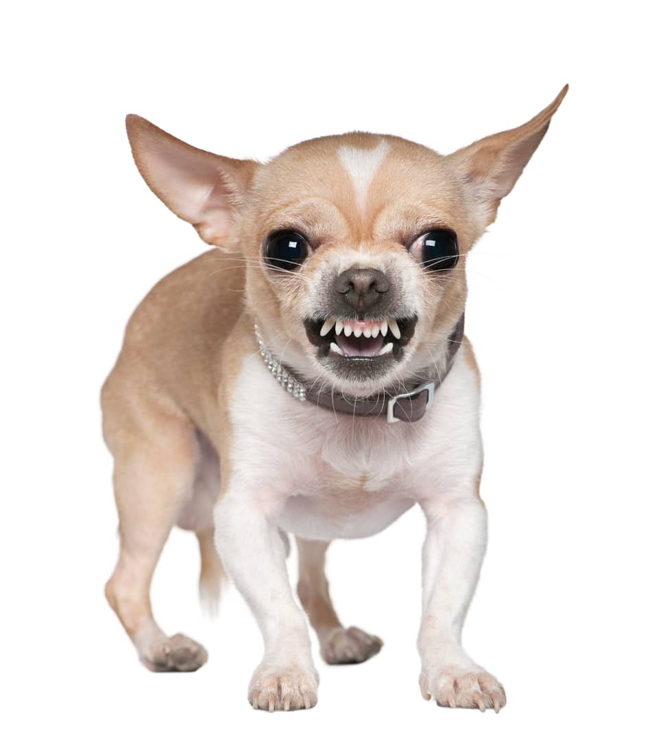 Chihuahua aggressive