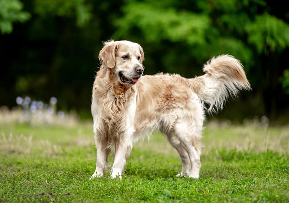 Golden Retriever Hip Dysplasia